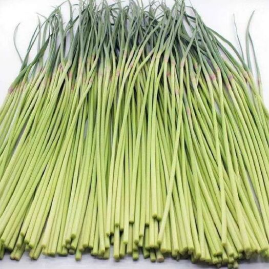 杞县 鲜蒜苔批发供应