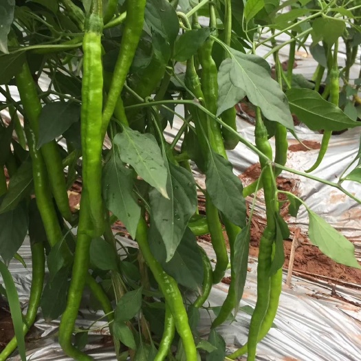 资中县二荆条辣椒 四川二荆条