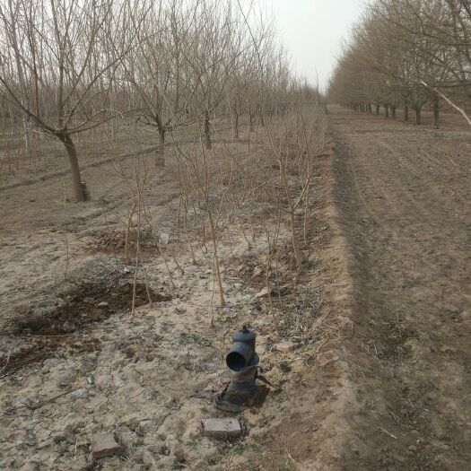 泊头市黑珍珠桑树苗 沧州桑椹树苗批发，大量桑椹树苗以及桑椹产品