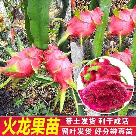 灵山县 火龙果苗树苗红肉火龙果白肉金都一号桂红龙大红龙火龙果苗
