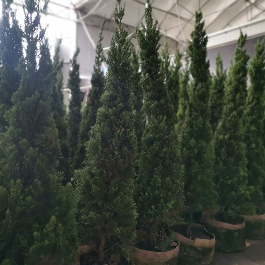 广州小龙柏 花卉盆景龙柏盆栽龙柏盆景