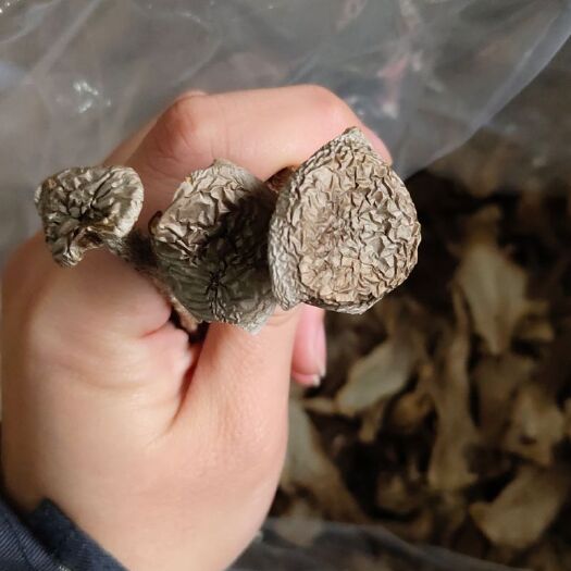 永康市 菇鹿茸菇