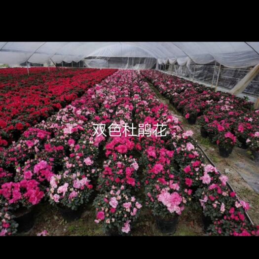 漳平市 杜鹃花产地价格优惠品质优良