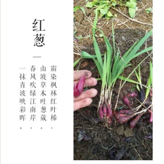 金平县葱兰 用图代表字
