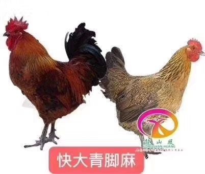 广州青脚麻鸡苗 诚信经营  品质保证
