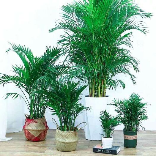 沭阳县 四季青凤尾竹散尾葵室内客厅大型绿植盆栽花卉夏威夷盆景袖珍椰子