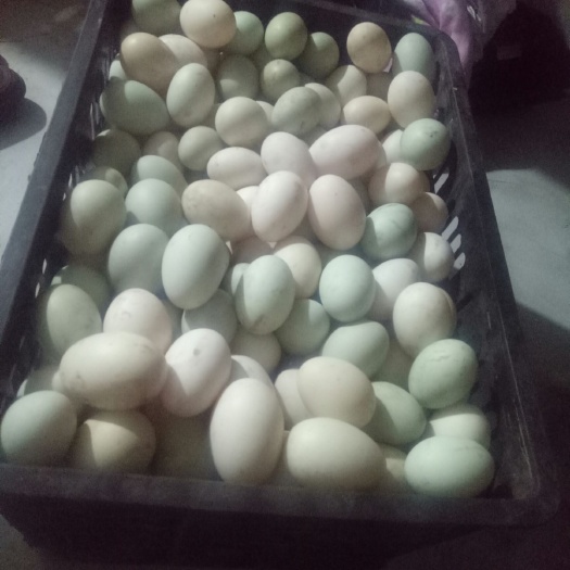 开封 土鸭蛋散养