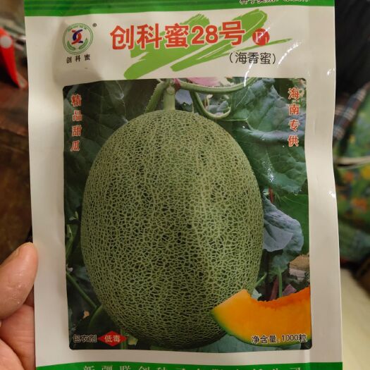 科創(chuàng)蜜種子  青花蜜久創(chuàng)蜜28哈蜜瓜種~抗裂性強抗病麻綠皮帶