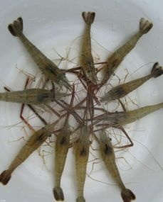 佛山青虾苗  河，、虾苗/青虾/草虾