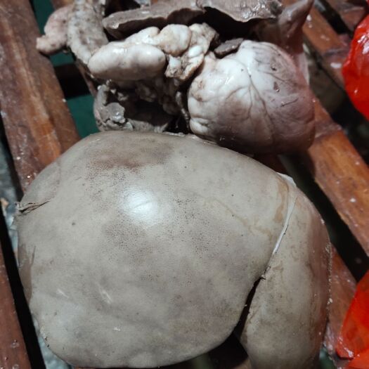 大厂县羊杂  熟羊心肝肺，质优价廉，一件批发