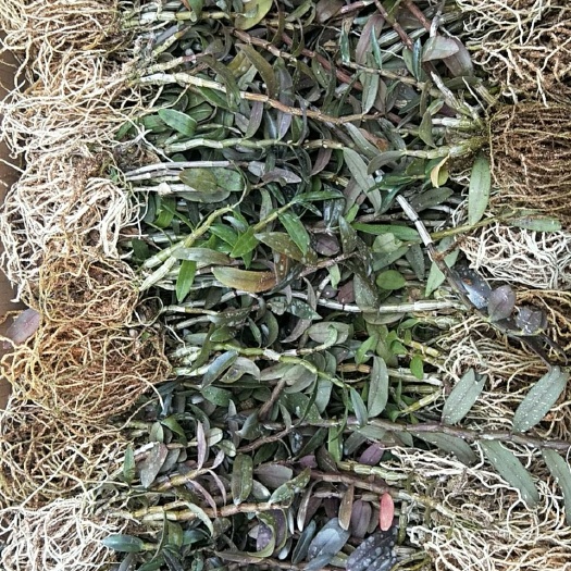 乐清市铁皮石斛