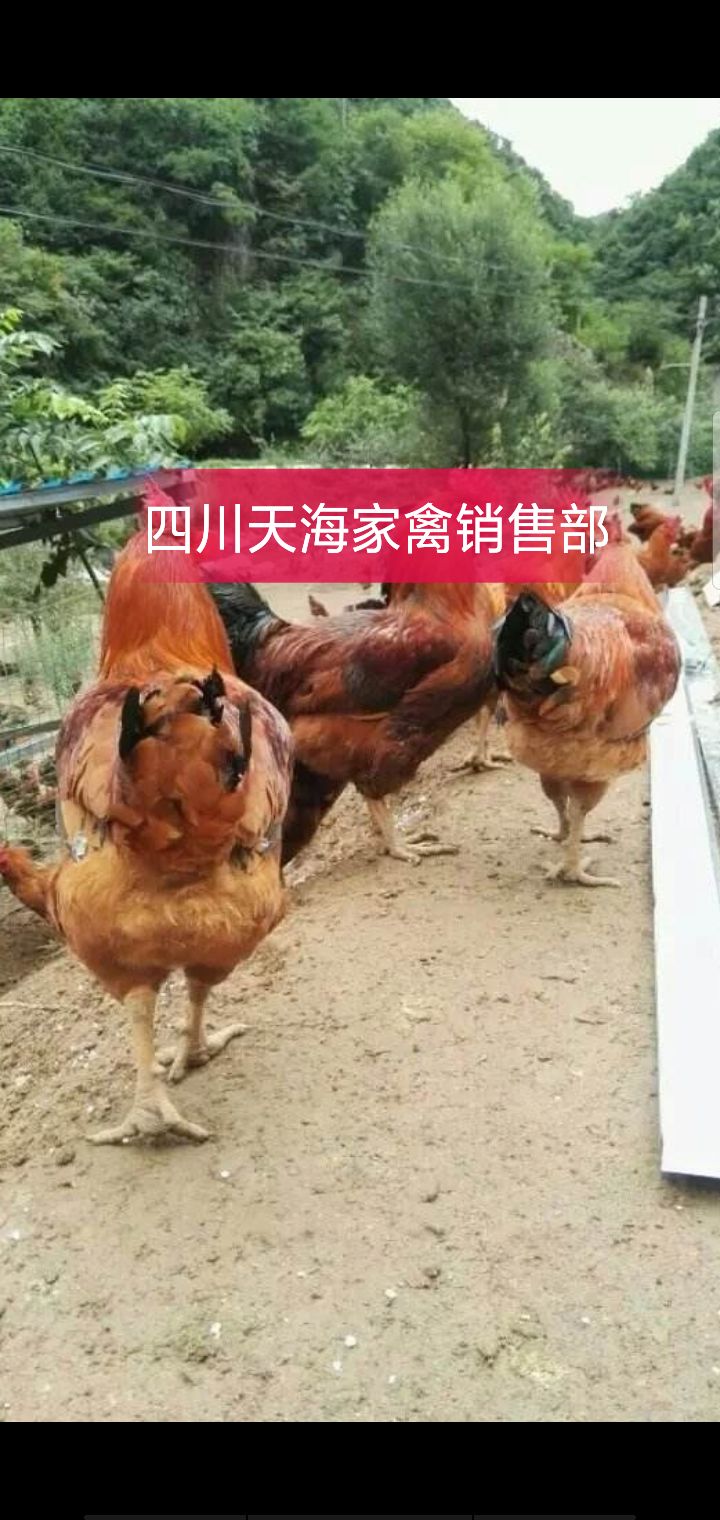  九斤黄鸡苗