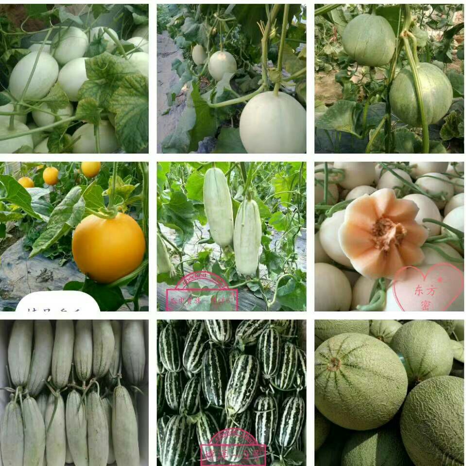 绿宝甜瓜 0.5斤以上