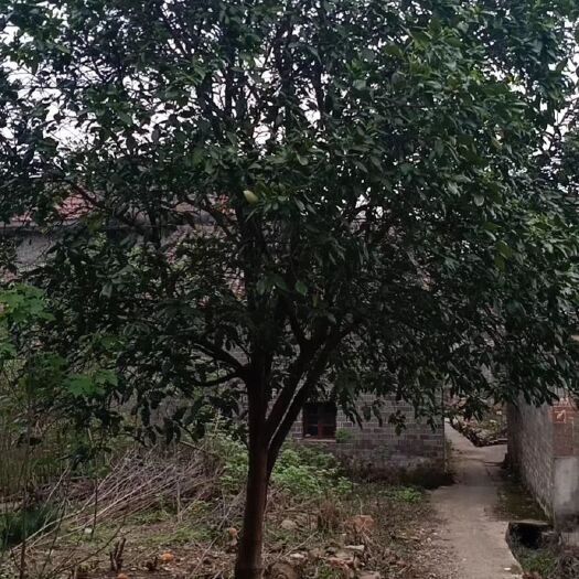 张家界蜜柚苗 需要10-30单杆柚子树的从速