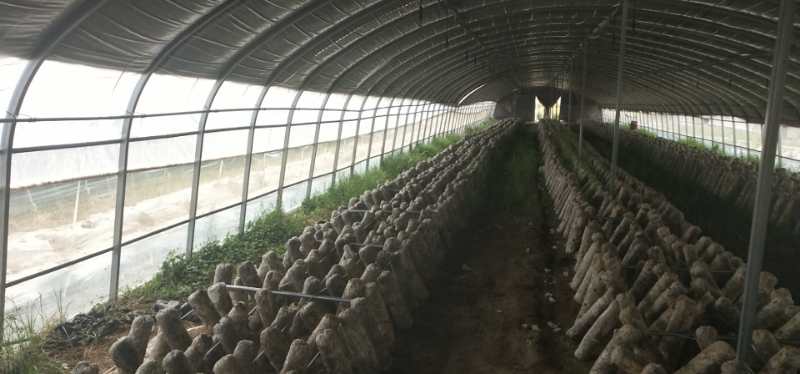 菌棒（不含菌种）  香菇菌棒30万棒，限期供应！欢迎前来考察，订购