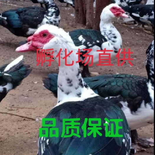 昆明云南大种火鸭苗，旱鸭苗，番鸭苗，成品13斤