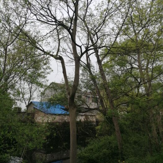 桐城市 朴树