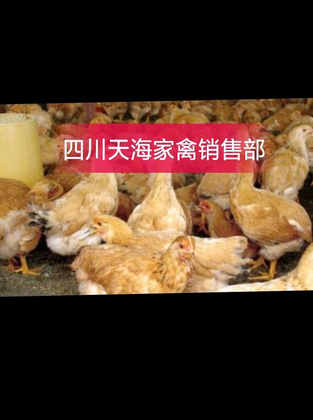  九斤黄鸡苗