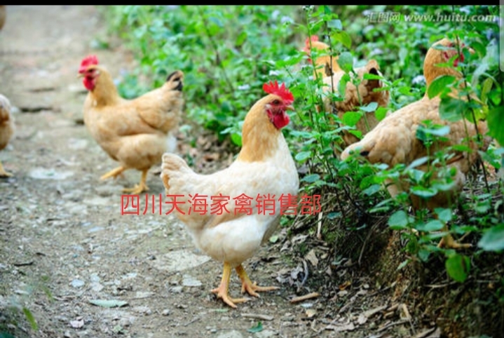  三黄鸡苗