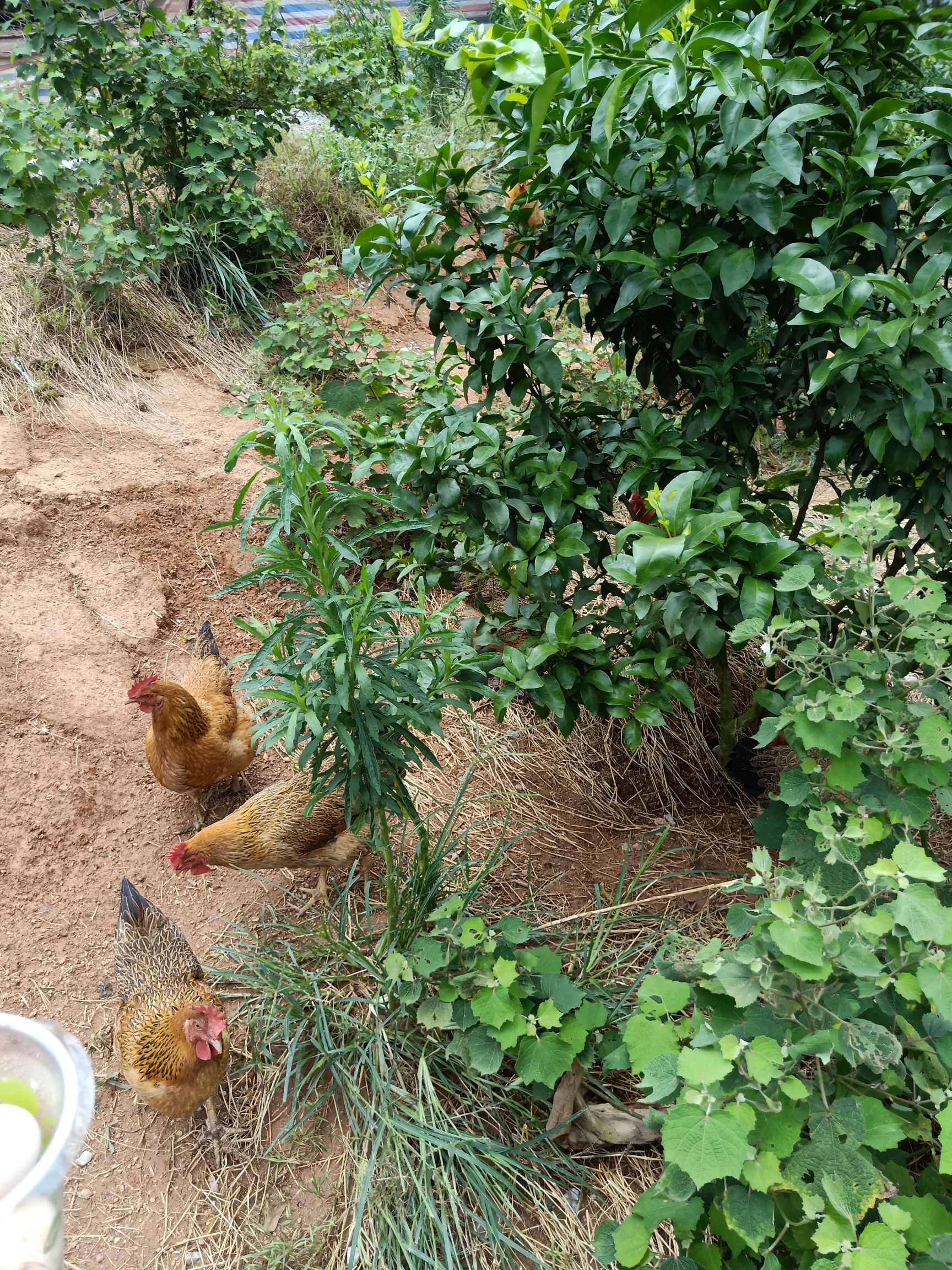 素鸡 广西壮族  自家农场五谷杂粮养的鸭鹅鸡