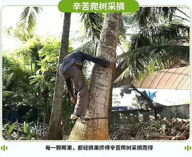  海南文昌椰青