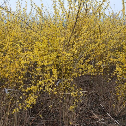 定州市 大冠幅东北连翘：落叶灌木，绿化工程苗木