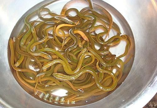 通城县 现有十斤左右黄鳝