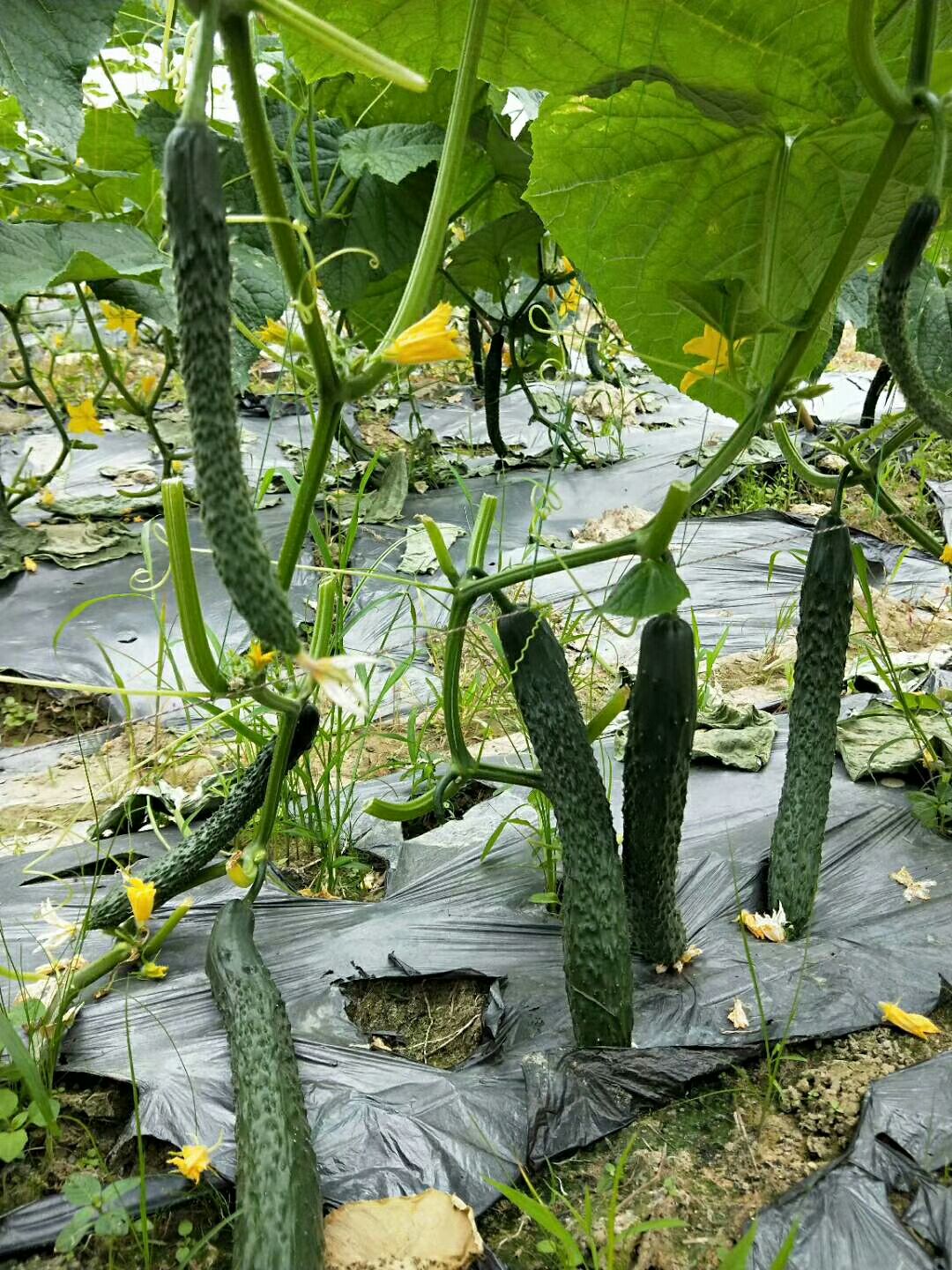 广州黄瓜种苗  露地栽培专用品种青瓜，植株长势强，叶色深绿
