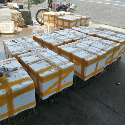 南县洞庭湖小龙虾 洞庭湖虾万亩基地直采
