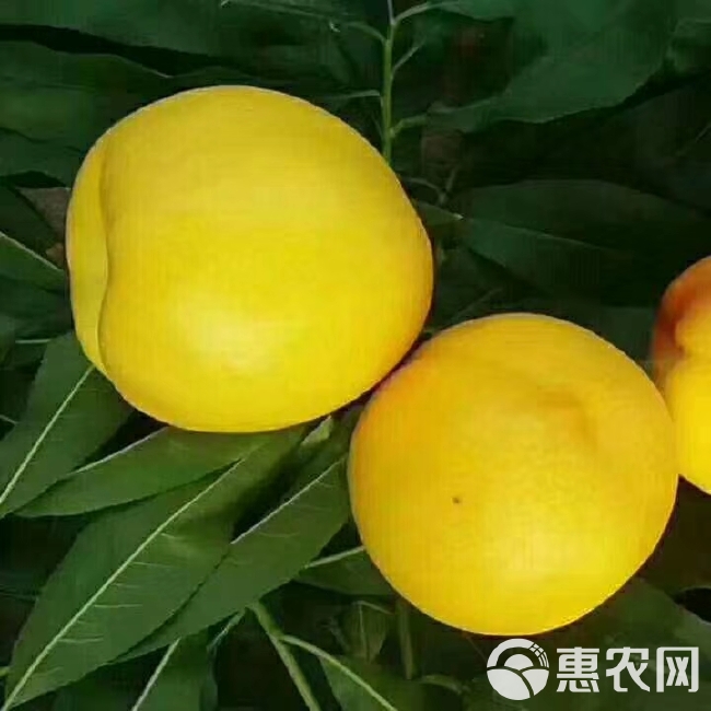 中油油桃  山东蒙阴油桃自产自销品种齐全脆甜多汁现摘现发