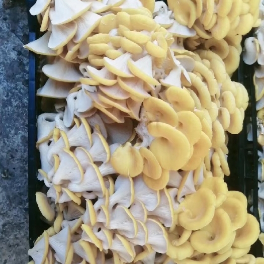 江门鸡油菌 基地直发，品质优良