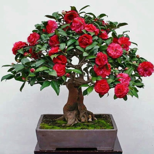 沭阳县 茶花盆栽山茶花树苗花卉观花植物室内花苞好养四季易活原土发货