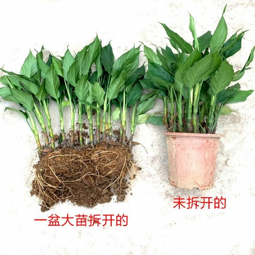 潮州大叶万年青 万年青盆栽广东万年青花卉土培室内易养耐寒办公四季常青大叶绿植