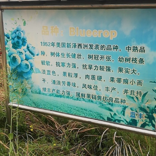枣阳市夏普蓝蓝莓苗 蓝莓基地直供