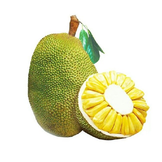 普宁市马来西亚一号菠萝蜜苗  香味浓郁，口感好