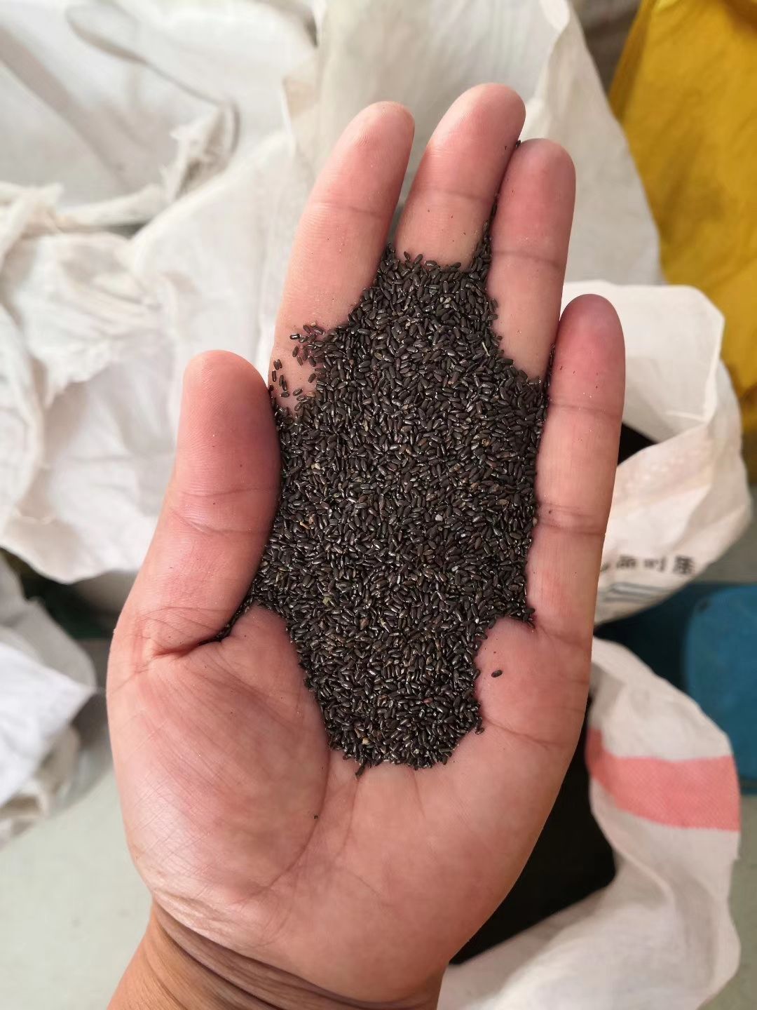 薰衣草种子 薰衣草籽