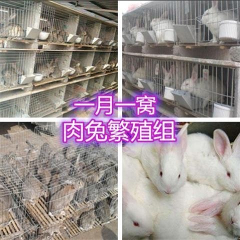 泊头市 大型肉兔月月兔子活体新西兰肉兔家兔肉兔可繁殖可长15斤