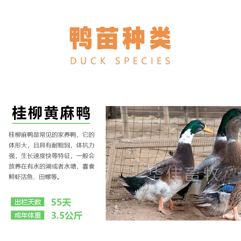  杂交鸭苗 大种杂交鸭苗 桂柳黄麻鸭苗 包成活包疫苗华佳畜牧