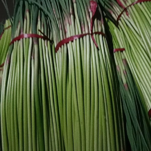 红帽蒜苔大量上市，可供超市，批发市场，