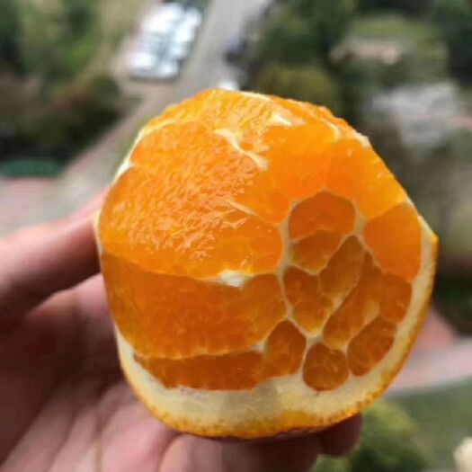 上海秭归脐橙 正宗秭归“伦晚”
