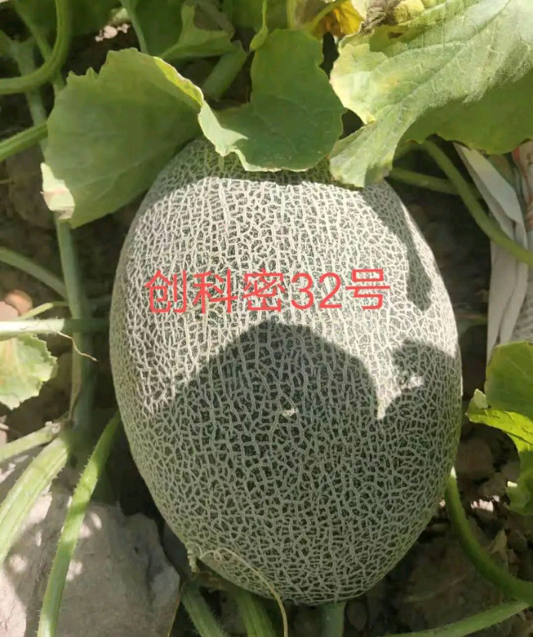 西州蜜种子 楼兰17号哈蜜瓜种子~抗病抗裂大果18度左右瓜肚