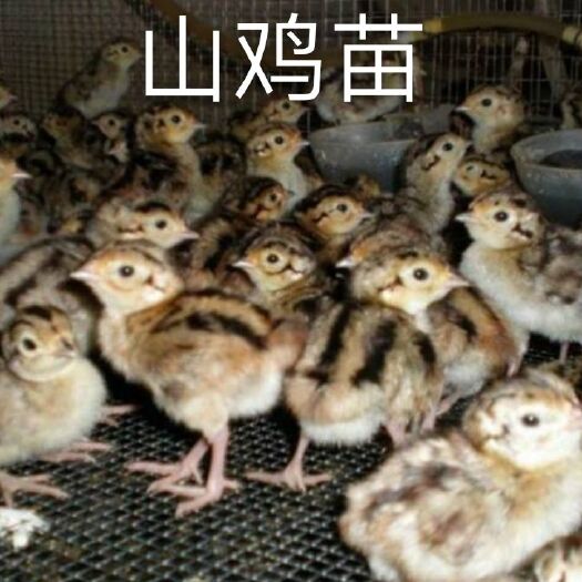 南宁山鸡苗 统货