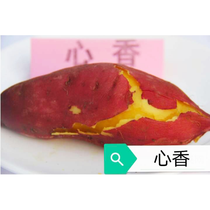 红薯种  北京红薯苗（2022正品预售）