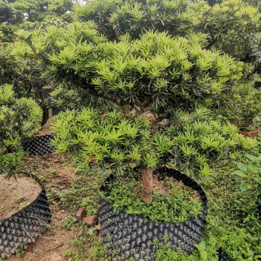 广州 罗汉松盆栽珍珠罗汉松盆景金钻罗汉松盆景