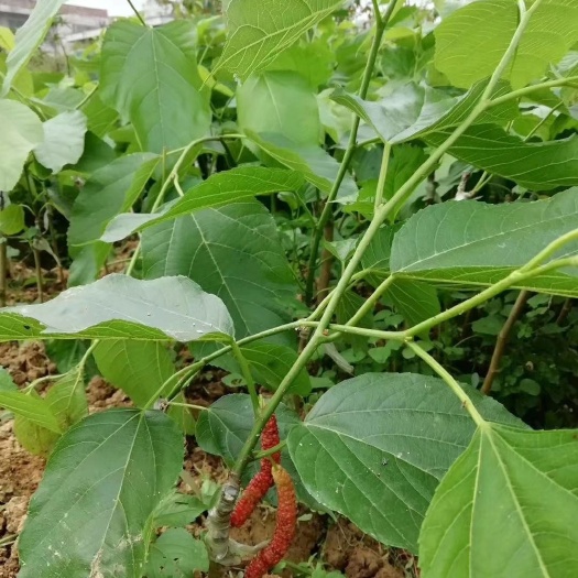 钦州长果桑苗 长期有货