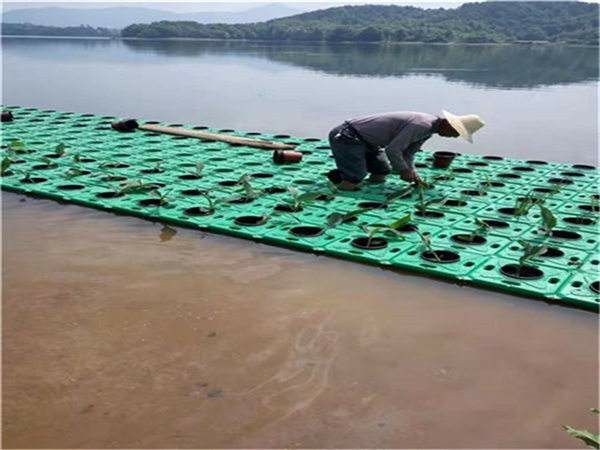 安新县蒲苇 浮岛
