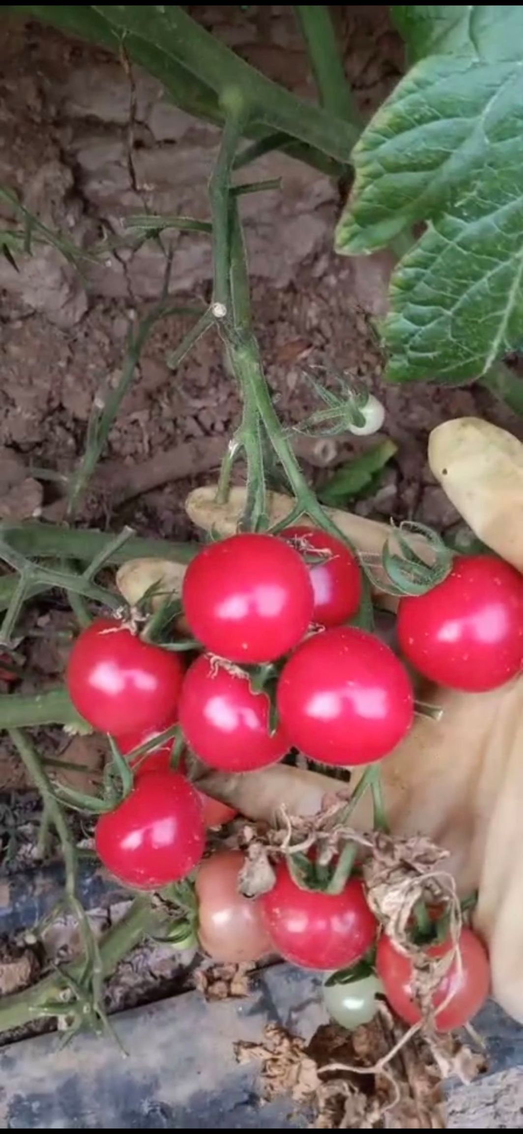  新鲜现摘圣女果现摘现发需要联系