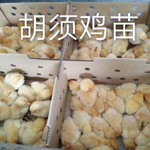 南宁胡须鸡苗 统货