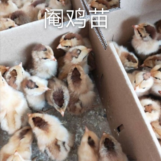 南宁阉鸡苗 统货