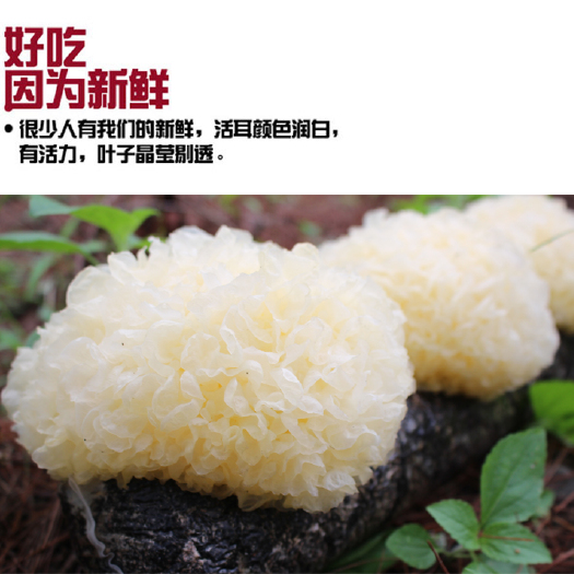 古田县古田新鲜银耳批发非干白木耳雪耳超糯莲子羹